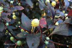Alternanthera brasiliana